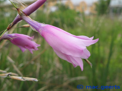 Dierama grandiflorum